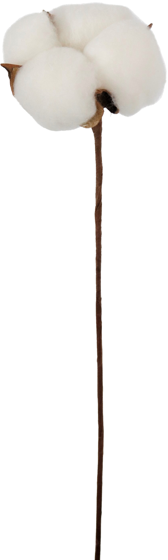 4617 DEKOSTICK COTTON