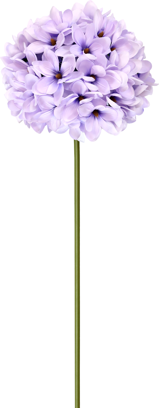 5210 XL-BLUME MAGNOLIE