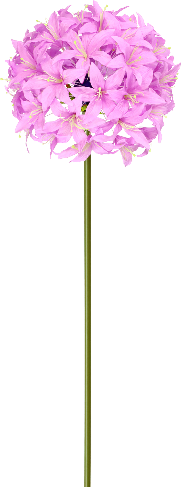 5211 XL-BLUME LILIE