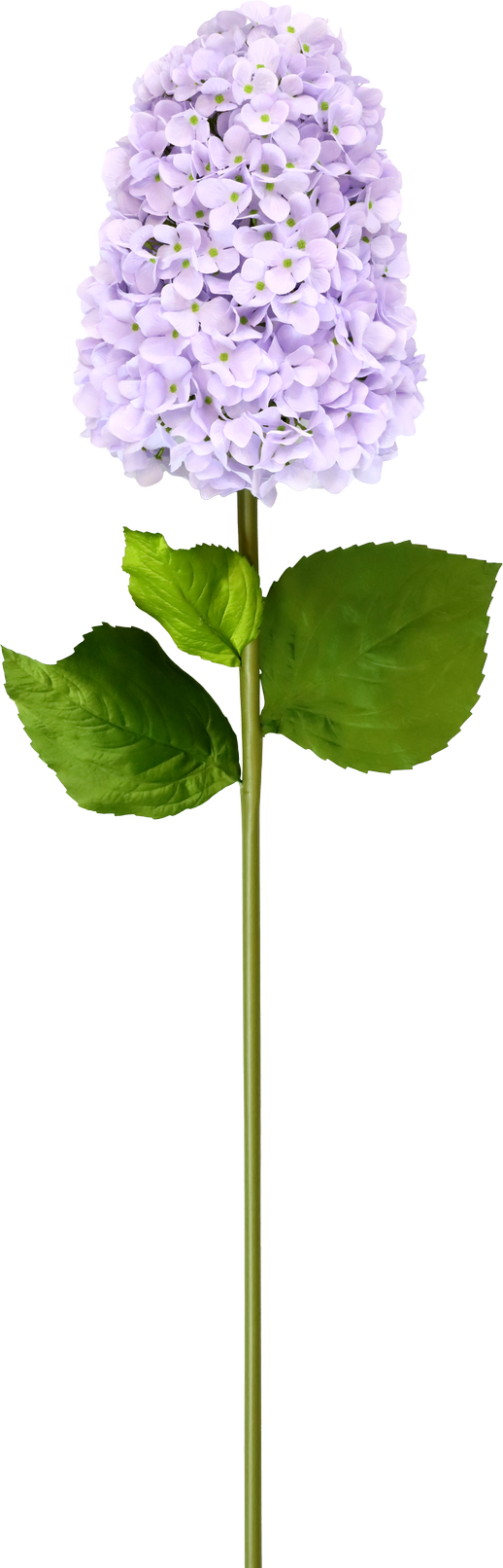 5244 XL-BLUME HORTENSIE