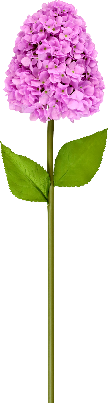 5246 XL-BLUME HORTENSIE