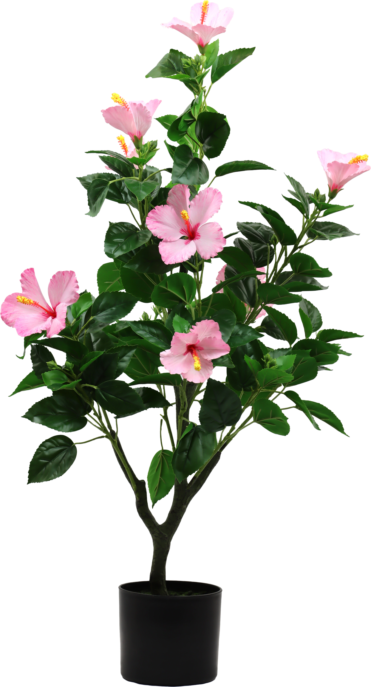 7235 TREE HIBISCUS DREAM