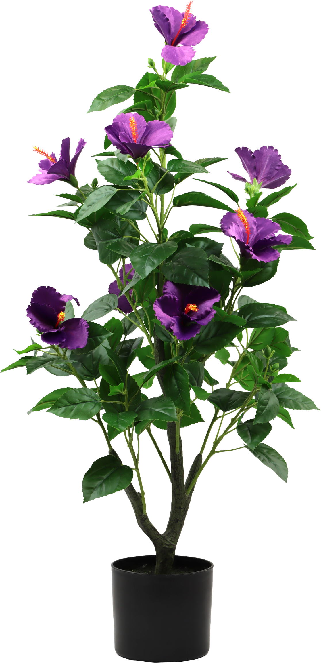 7289 TREE HIBISCUS DREAM